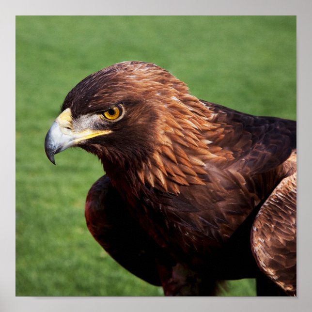 Golden Eagle Poster (Framsidan)