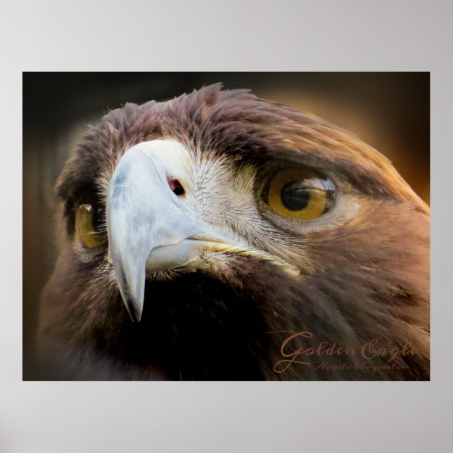 Golden Eagle：Poster Poster (Framsidan)