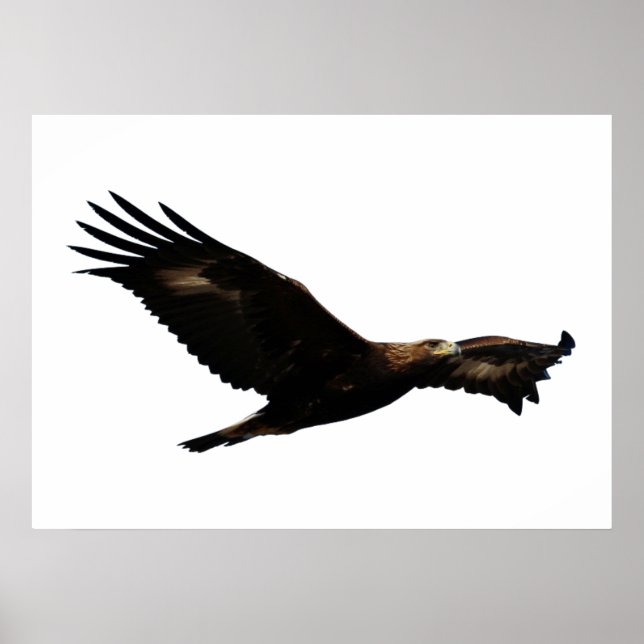 Golden Eagle Soaring Poster (Framsidan)