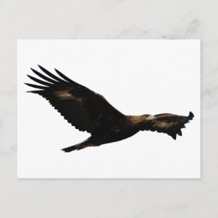 Golden Eagle Soaring Vykort