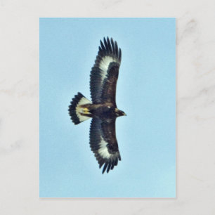 Golden Eagle under flygning Vykort