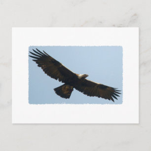 Golden Eagle under flygning Vykort