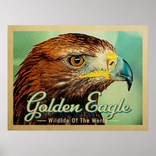 Golden Eagle - Världsfågelns vilt Poster