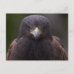 Golden Eagle Vykort