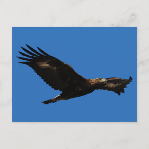 Golden Eagle Vykort