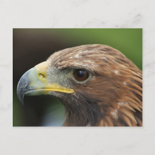 Golden Eagle Vykort