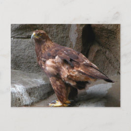 Golden Eagle Vykort