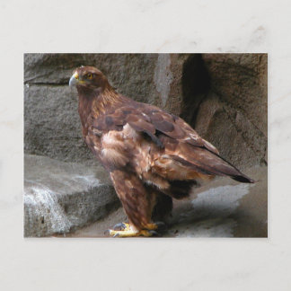Golden Eagle Vykort
