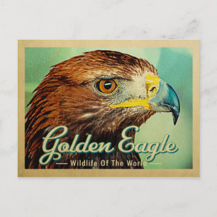 Golden Eagle-vykort - Världsfågelns vilt Vykort