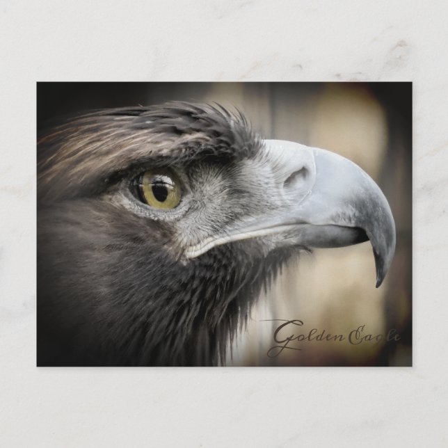 Golden Eagle:vykort Vykort (Framsida)