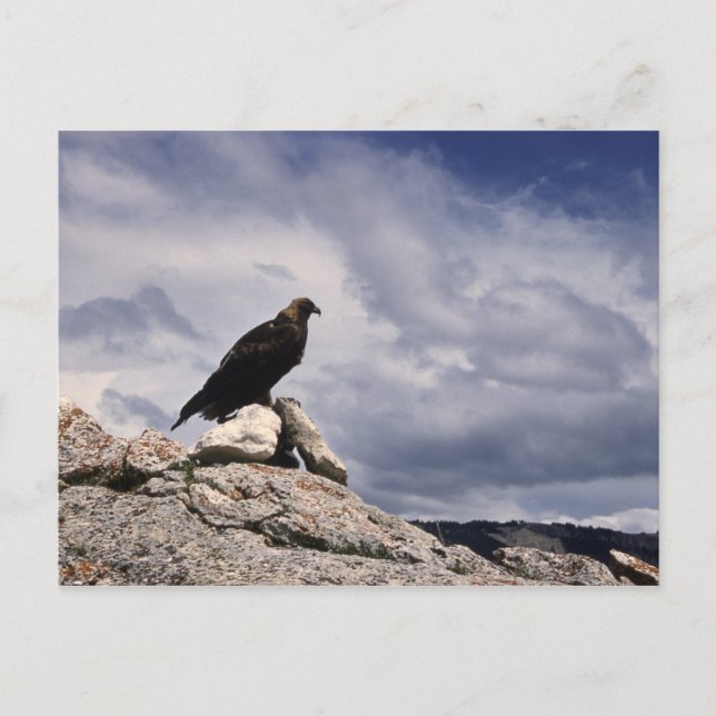 Golden Eagle Wildlife Series nr 14 vykort (Framsida)