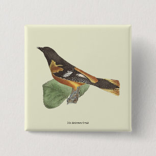 Golden eller Baltimore Oriole (Icterus galbula) Knapp
