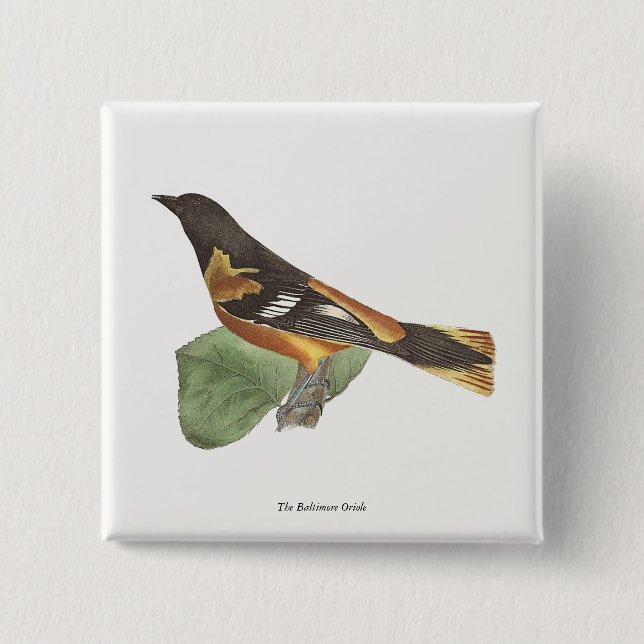 Golden eller Baltimore Oriole (Icterus galbula) Knapp (Framsida)