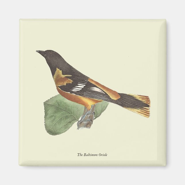 Golden eller Baltimore Oriole (Icterus galbula) Magnet (Framsidan)