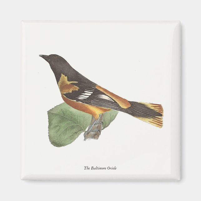 Golden eller Baltimore Oriole (Icterus galbula) Magnet (Framsidan)