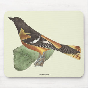 Golden eller Baltimore Oriole (Icterus galbula) Musmatta