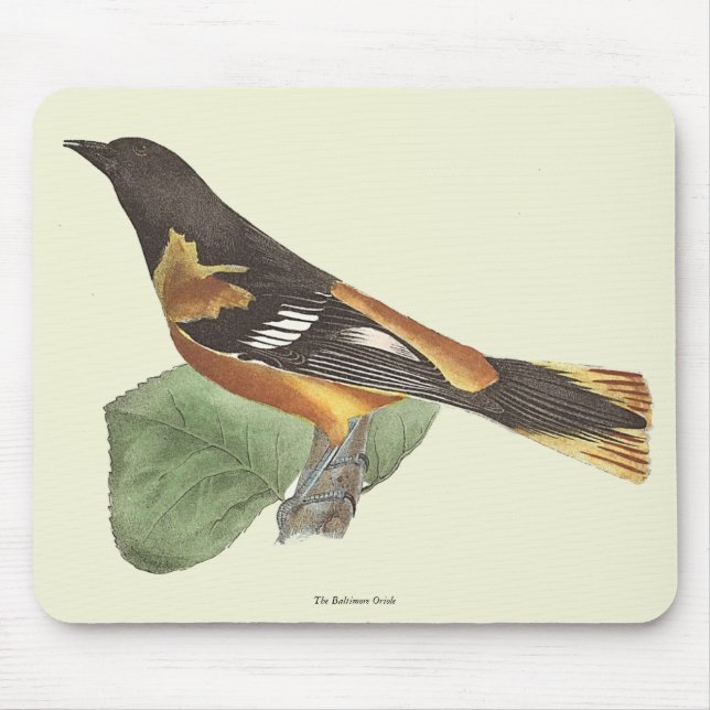Golden eller Baltimore Oriole (Icterus galbula) Musmatta (Framsidan)