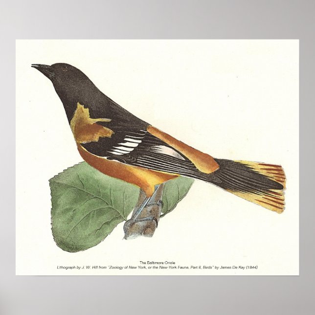 Golden eller Baltimore Oriole (Icterus galbula) Poster (Framsidan)