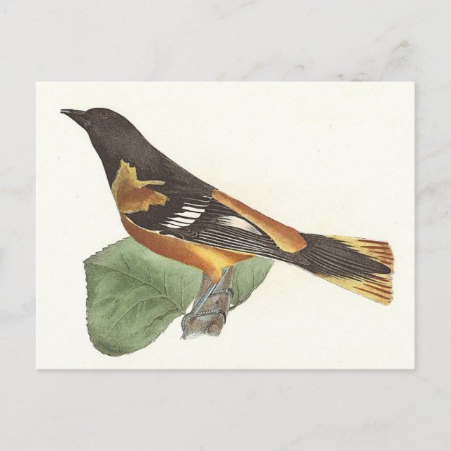 Golden eller Baltimore Oriole (Icterus galbula) Vykort (Framsida)