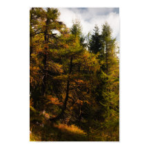 Golden European Larch på hösten färg