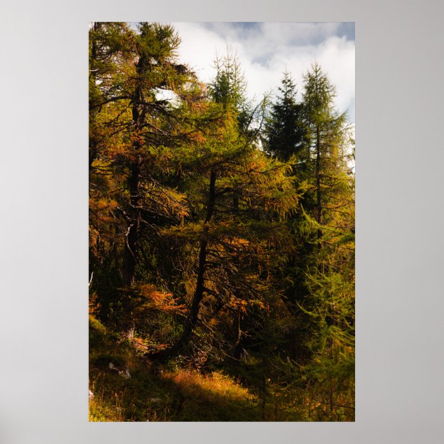 Golden European Larch på hösten färg Poster (Framsidan)
