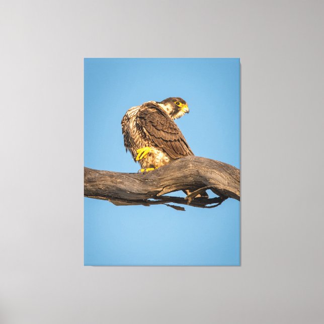 Golden Falcon at Rest Canvastryck (Framsida)