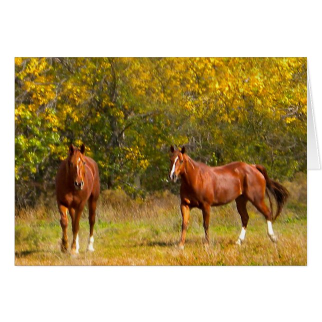 Golden Fall Horses OBS Kort (Framsidan Horizontal)