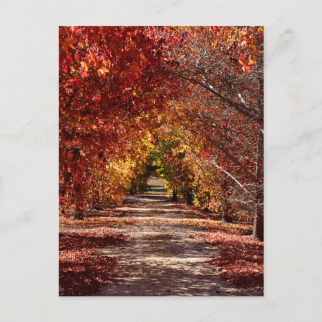 Golden Fall Vykort (Framsida)