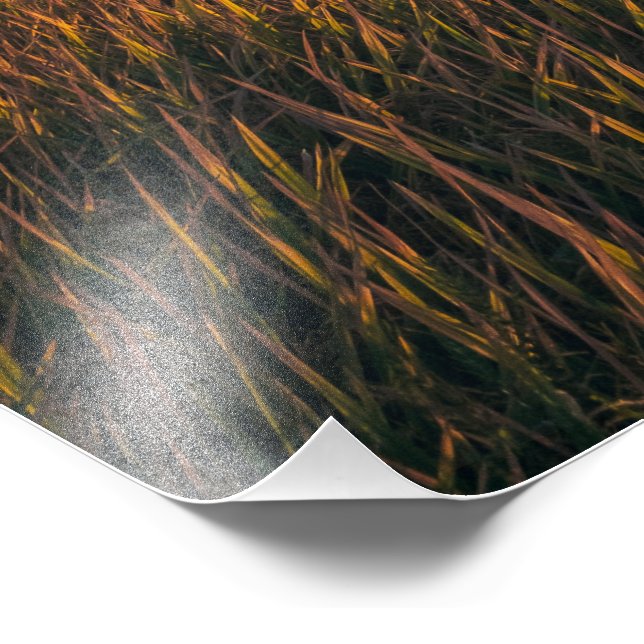 Golden Fält vid Sunset | Foto för övergångsställe (Hörn)