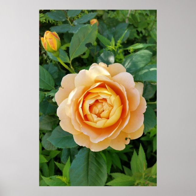 Golden färgad ro poster (Framsidan)