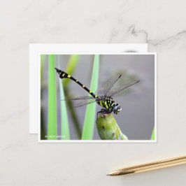 Golden Flangetail ポストカード Vykort