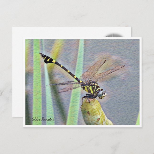 Golden Flangetail Vykort (Fram/baksida)