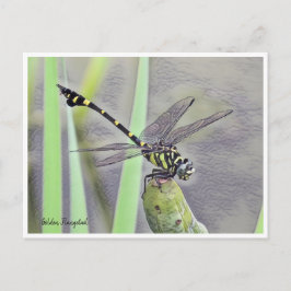 Golden Flangetail Vykort