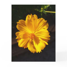 Golden Flower Macro Photography