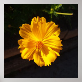 Golden Flower Macro Photography Poster
