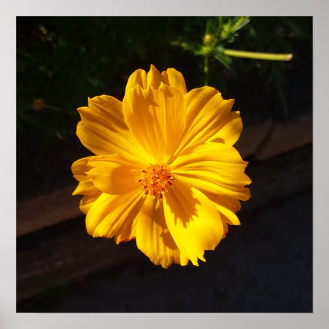 Golden Flower Macro Photography Poster (Framsidan)