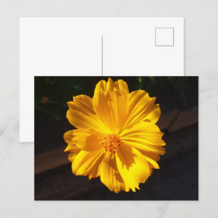 Golden Flower Macro Photography Vykort