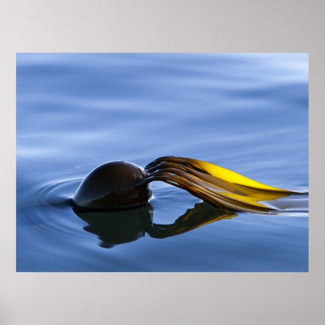 Golden Fronts - Poster (Framsidan)