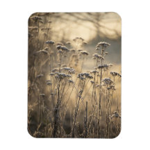 Golden Frosty Morgon Flanderish Countryside