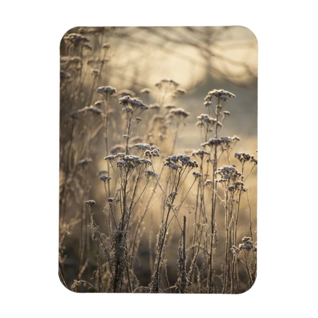 Golden Frosty Morgon Flanderish Countryside Magnet (Vertikal)