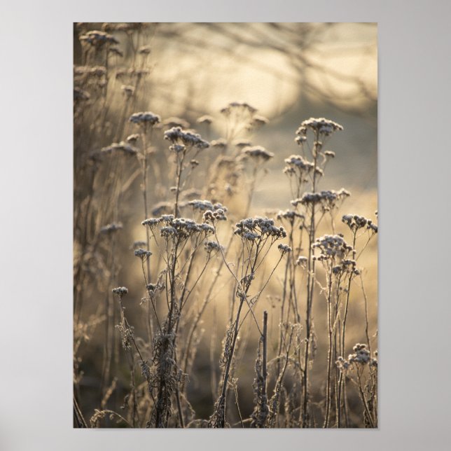 Golden Frosty Morgon Flanderish Countryside Poster (Framsidan)