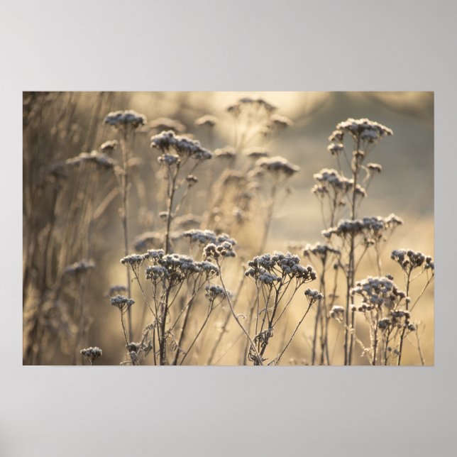 Golden Frosty Morgon Flanderish Countryside Poster (Framsidan)