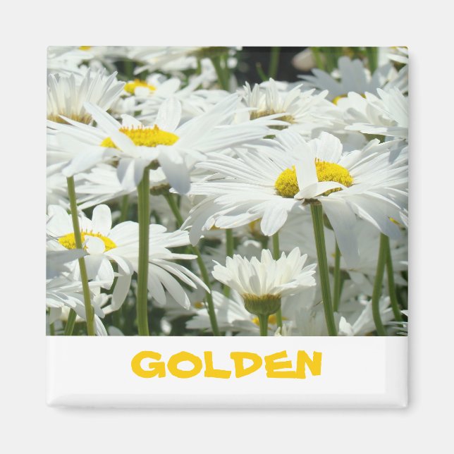GOLDEN ger magnet White Daisy Flowers Roligt (Framsidan)