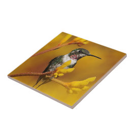 Golden Glow Kakelplatta