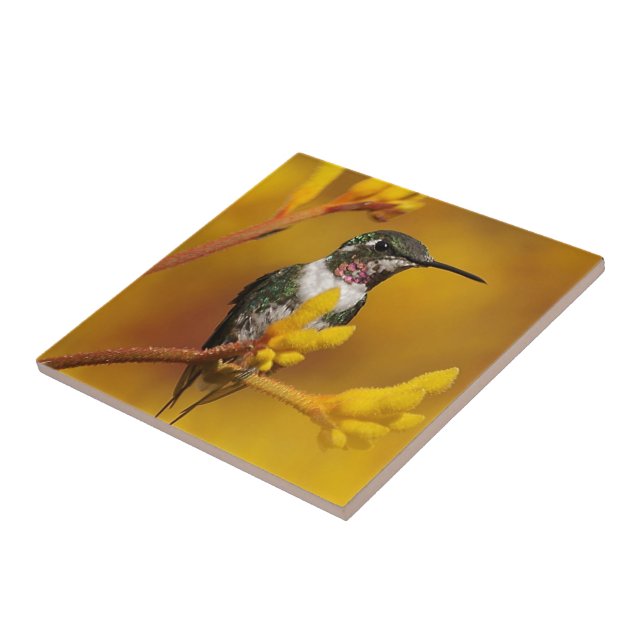 Golden Glow Kakelplatta (Sidan)