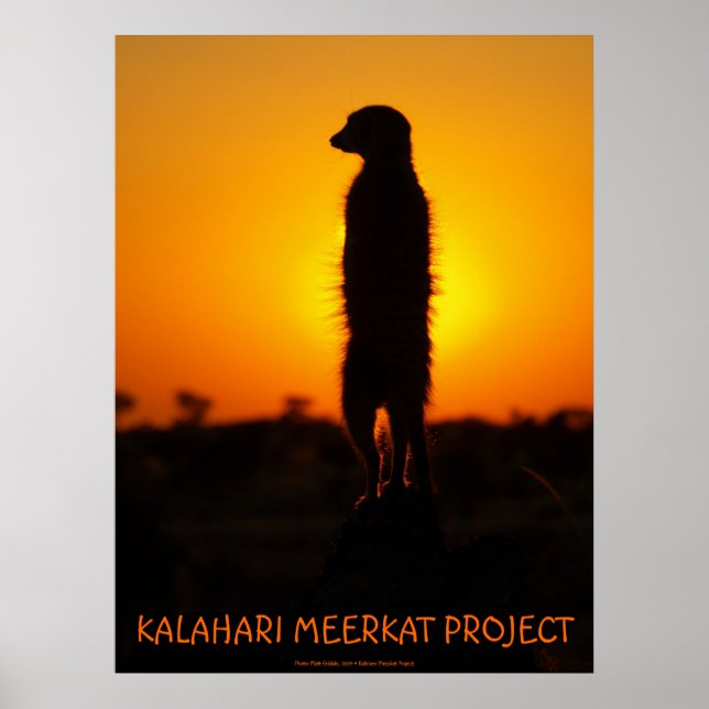 Golden glow meerkat poster (Framsidan)