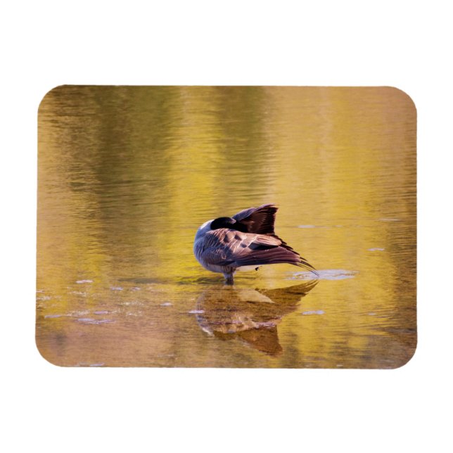 Golden Goose Magnet (Horisontell)