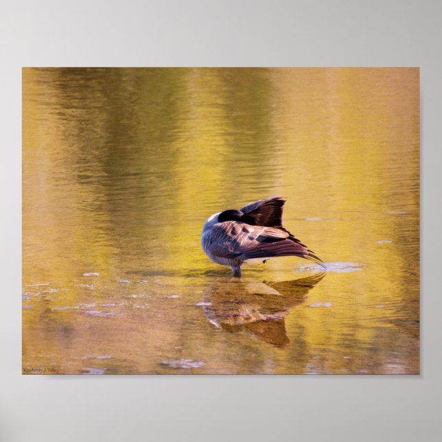 Golden Goose Poster (Framsidan)