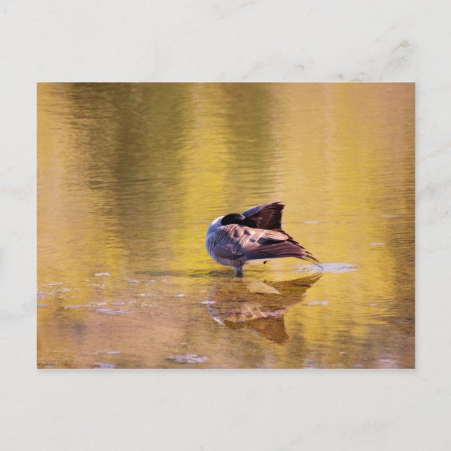 Golden Goose Vykort (Framsida)
