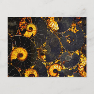 Golden gult Black fossil Nautilus Vykort
